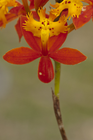 Epidendrum radicans