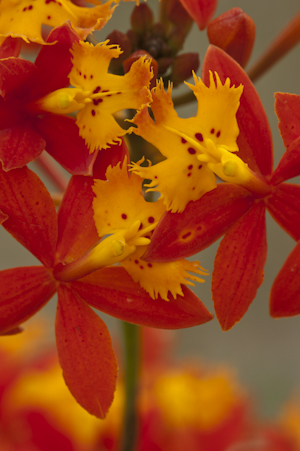 Epidendrum radicans