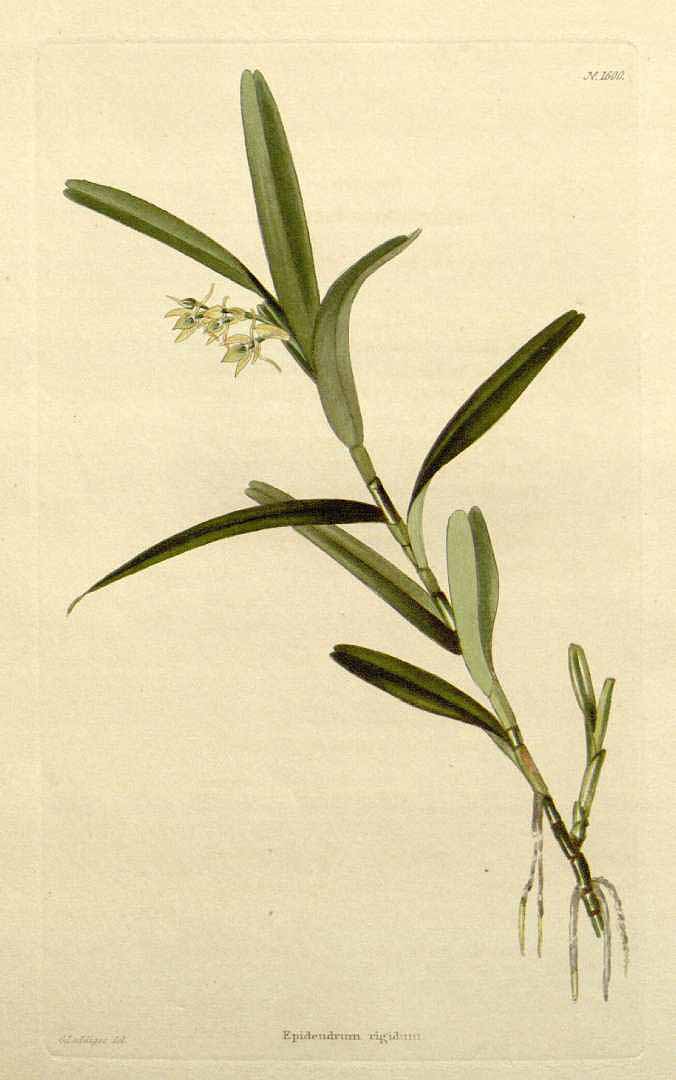 Epidendrum ramosum