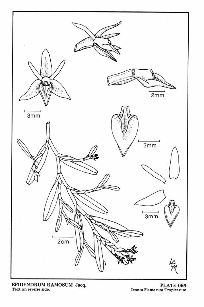 Epidendrum ramosum