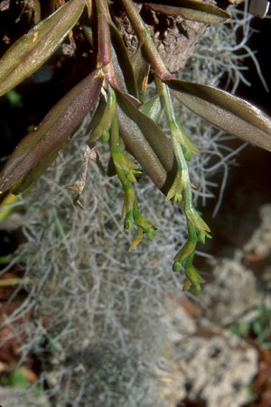 Epidendrum rigidum