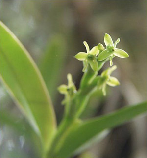 Epidendrum rigidum