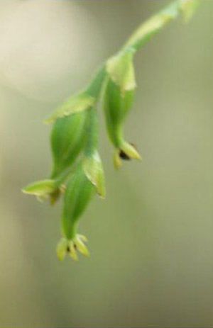 Epidendrum rigidum