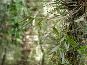 Epidendrum rigidum