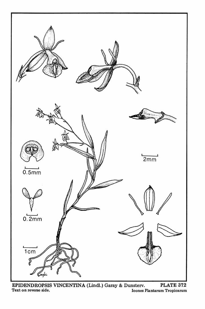 Epidendrum vincentinum