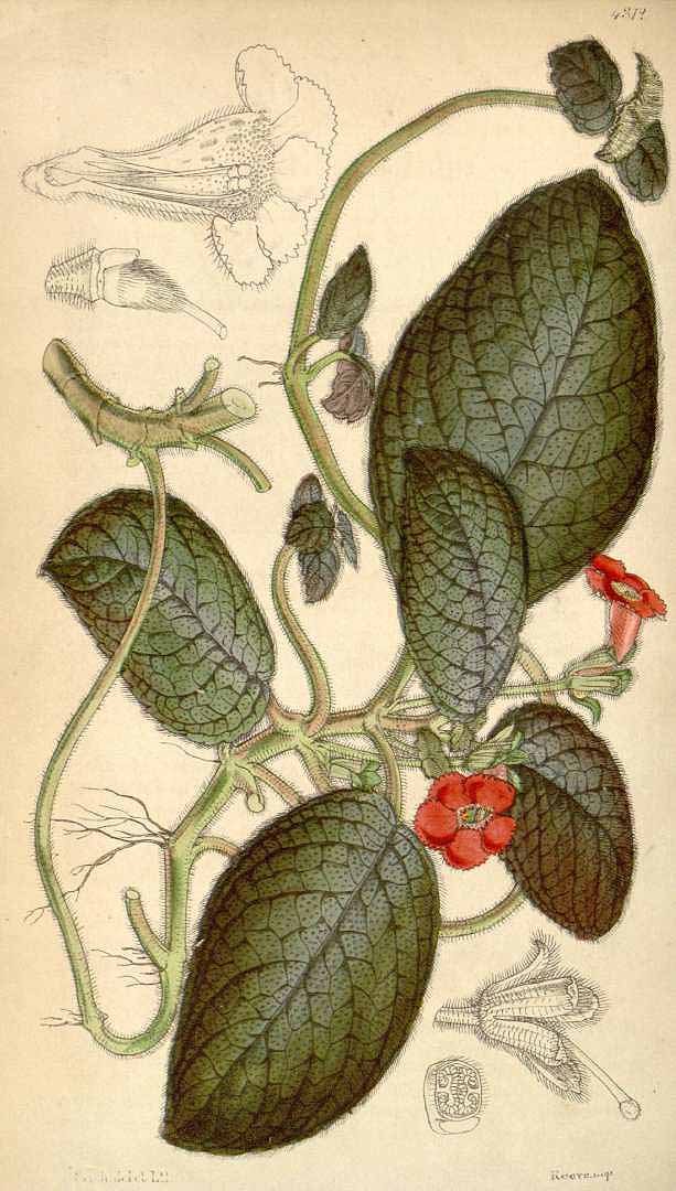 Episcia cupreata