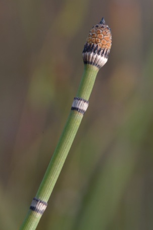 Equisetum hyemale