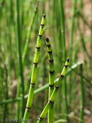 Equisetum hyemale