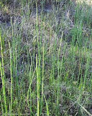 Equisetum hyemale