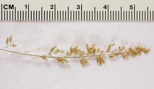 Eragrostis amabilis