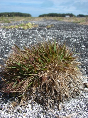 Eragrostis amabilis