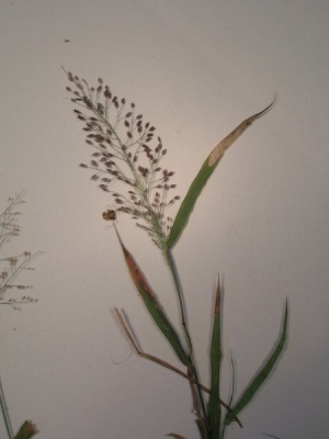 Eragrostis amabilis