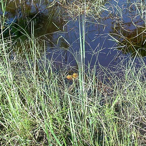 Eragrostis atrovirens