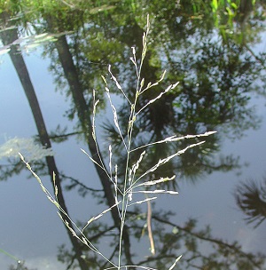 Eragrostis atrovirens