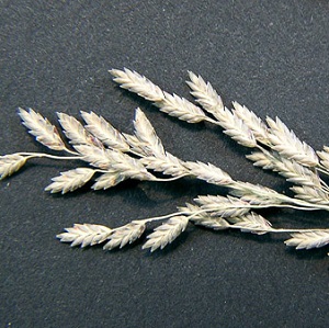 Eragrostis atrovirens