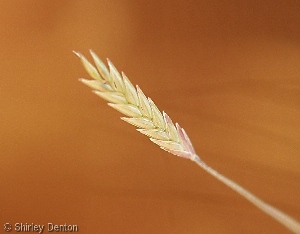 Eragrostis atrovirens