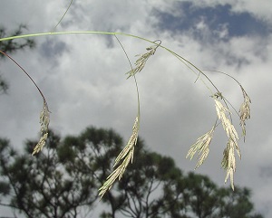 Eragrostis bahiensis