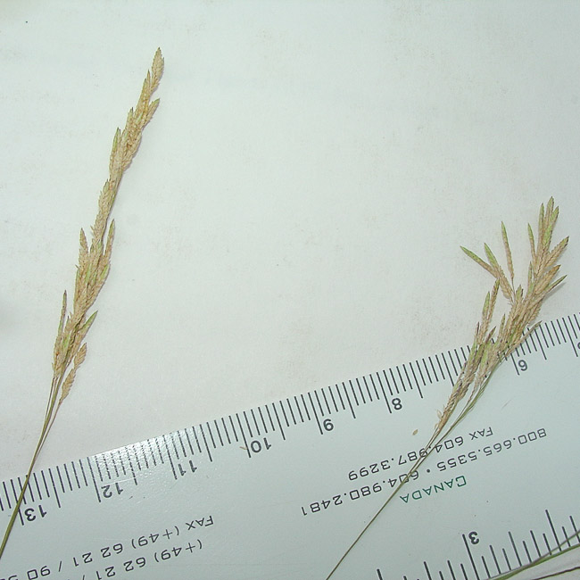 Eragrostis bahiensis