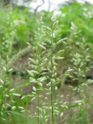 Eragrostis cilianensis