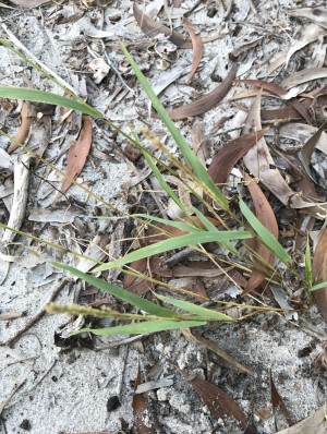 Eragrostis ciliaris