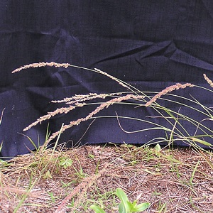 Eragrostis ciliaris