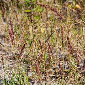 Eragrostis ciliaris