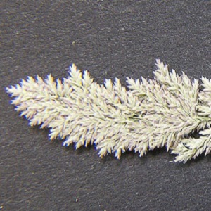 Eragrostis ciliaris