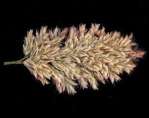 Eragrostis ciliaris