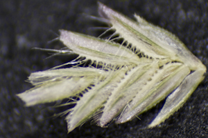 Eragrostis ciliaris