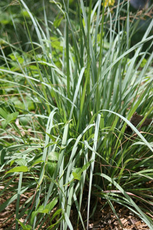 Eragrostis elliottii