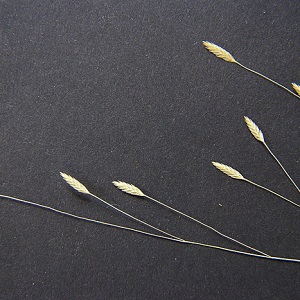 Eragrostis elliottii