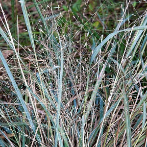 Eragrostis elliottii