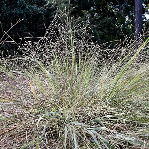 Eragrostis elliottii