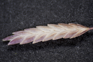 Eragrostis elliottii