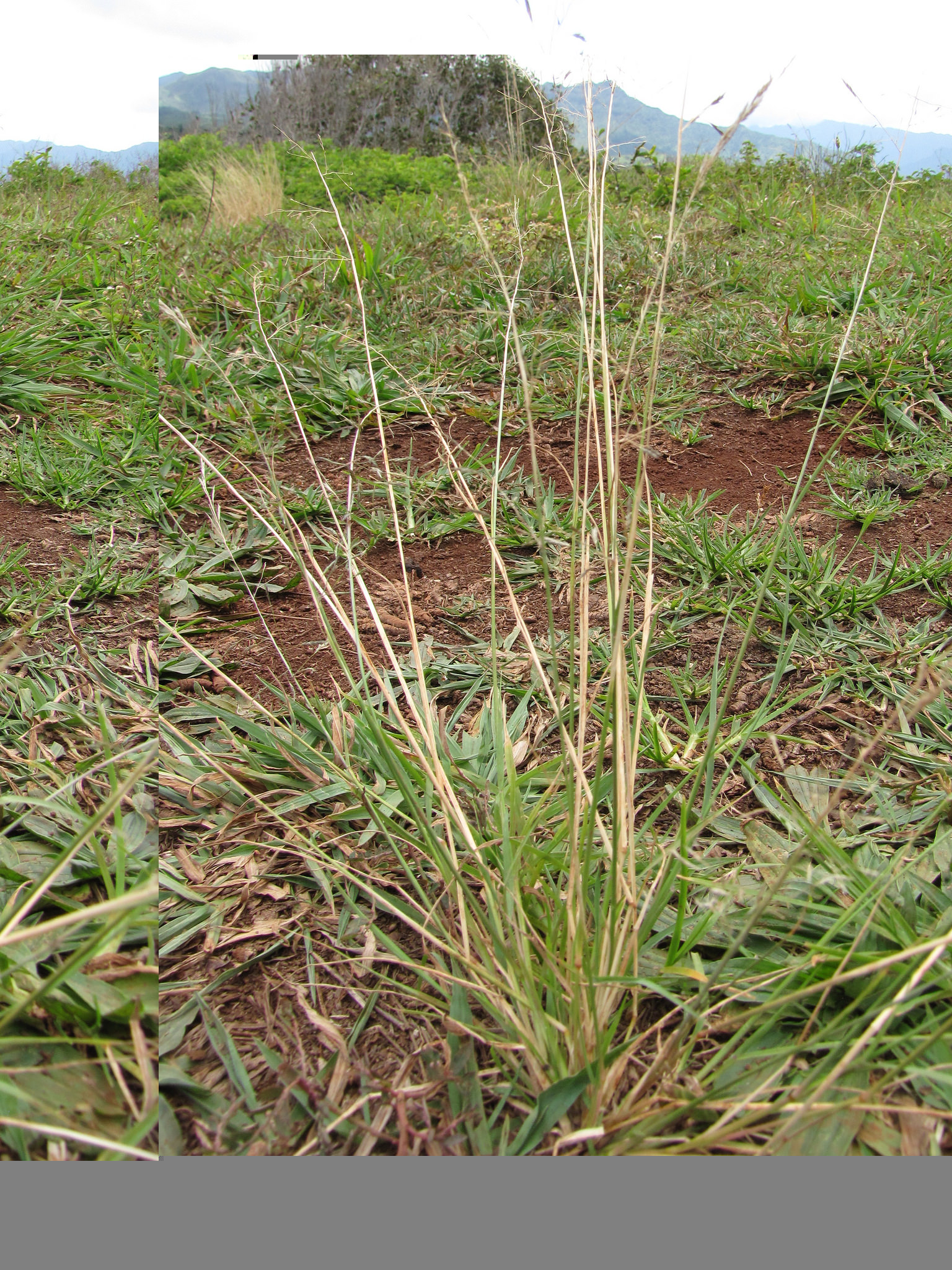 Eragrostis pectinacea