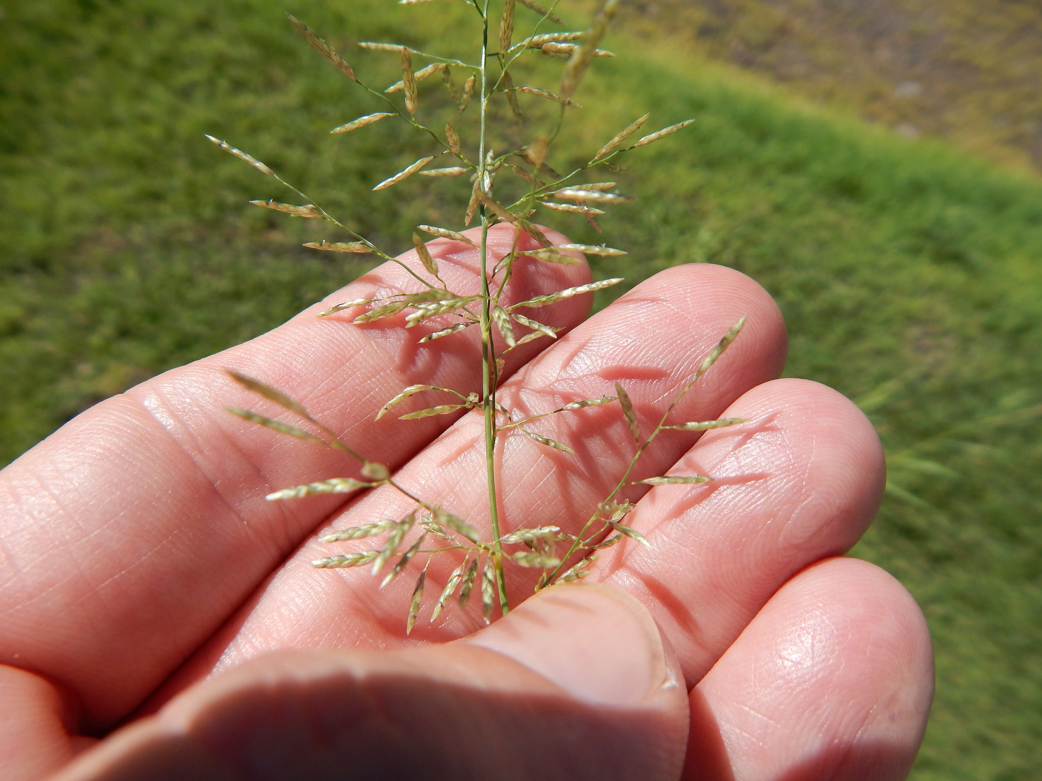 Eragrostis pectinacea