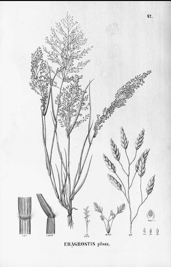 Eragrostis pilosa