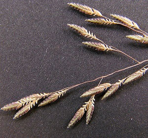 Eragrostis scaligera