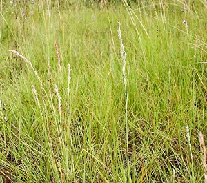 Eragrostis secundiflora