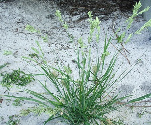 Eragrostis secundiflora