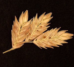 Eragrostis secundiflora