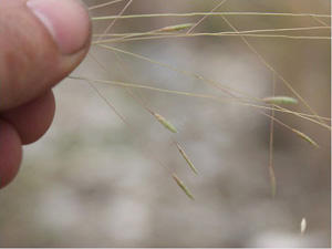 Eragrostis spectabilis