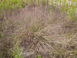 Eragrostis spectabilis