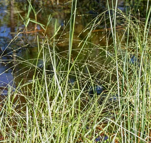 Eragrostis spectabilis