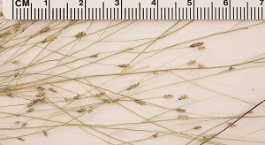 Eragrostis spectabilis