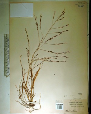 Eragrostis virginica