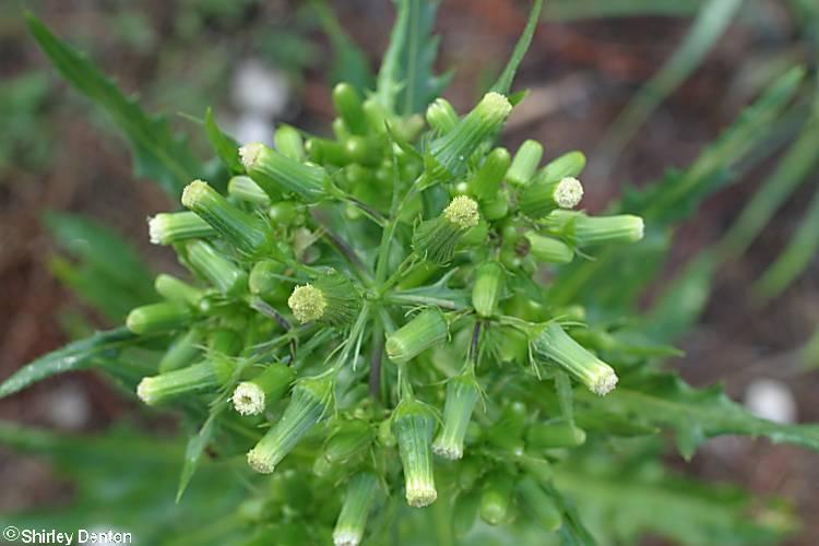 Erechtites hieraciifolius