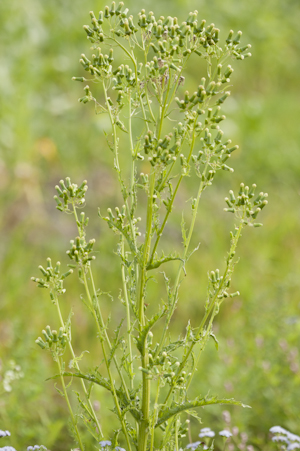 Erechtites hieraciifolius