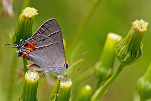 Erechtites hieraciifolius