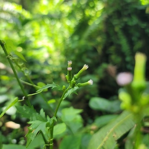 Erechtites valerianifolius